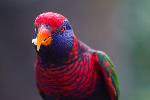 Red and blue pigmented parrot eating